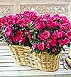  G�lba�� �i�ek kaliteli taze ve ucuz �i�ekler  Iki adet a�elya sepette