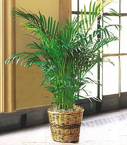  Ankara �i�ek�i G�lba�� �nternetten �i�ek sipari�i  Areca Palm ithal kaliteli