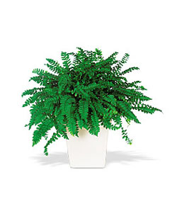  G�lba�� ankara �i�ek g�nderme sitemiz g�venlidir  Decorative Fern ask merdiveni