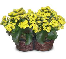  Ankara G�lba�� �i�ek g�nderme  Double Kalanchoe sepette