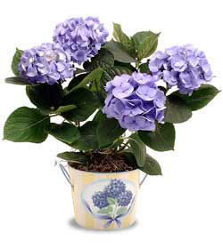  G�lba��na �i�ek , �i�ek�i , �i�ek�ilik  Hydrangea Plant ortanca