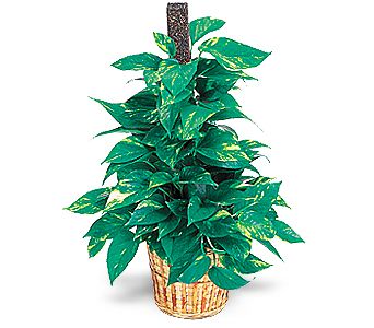  G�lba�� ucuz �i�ek g�nder  Golden Pothos ithal saksi