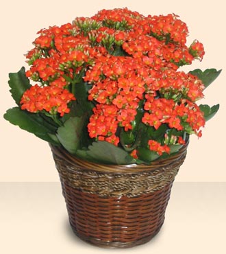  �i�ek�i G�lba�� �i�ek�i ma�azas�  Large Kalanchoe in Basket