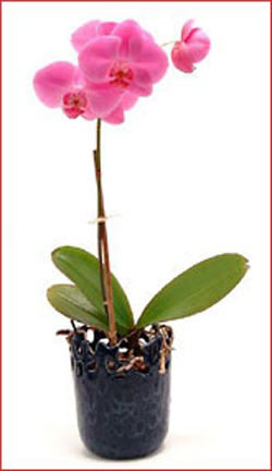  G�lba�� �i�ek�iler  �i�ek sipari�i sitesi  Phalaenopsis Orchid Plant