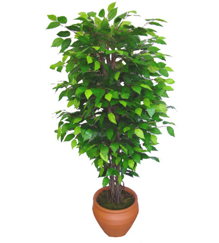 Ficus Benjamin 1,50 cm   G�lba��na �i�ek , �i�ek�i , �i�ek�ilik 