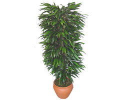  G�lba�� �i�ek�i g�venli kaliteli h�zl� �i�ek  �zel Mango 1,75 cm y�ksekliginde