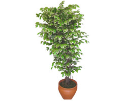 Ficus zel Starlight 1,75 cm   Glba Ankara iek yolla 
