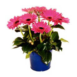 vazo i�erisinde gerbera �i�ekleri   G�lba�� ankara �i�ek g�nderme sitemiz g�venlidir 