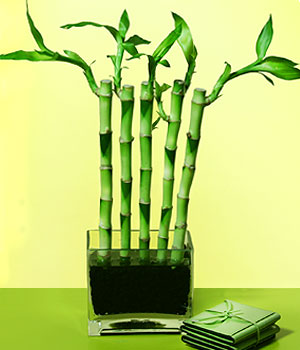  G�lba��na �i�ek , �i�ek�i , �i�ek�ilik  Good Harmony Lucky Bamboo camda