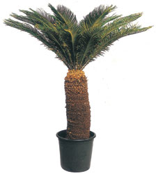  ankara G�lba�� �i�ek ma�azas� , �i�ek�i adresleri  CYCAS ORTA B�Y�KL�KTE