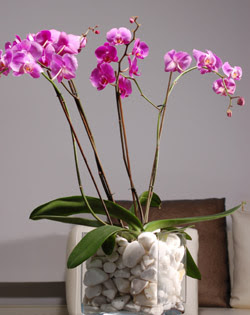  Glba ieki gvenli kaliteli hzl iek  2 dal orkide cam yada mika vazo ierisinde