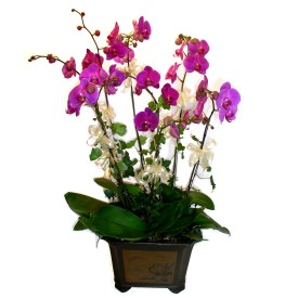  Glba Ankara iek yolla  4 adet orkide iegi
