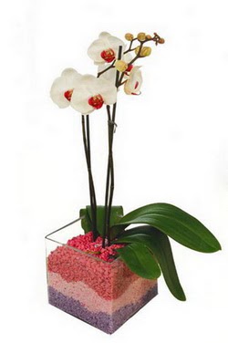  Glba ieki telefonlar  tek dal cam yada mika vazo ierisinde orkide