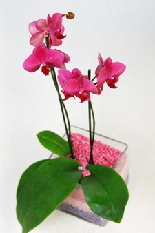  Glba iek kaliteli taze ve ucuz iekler  tek dal cam yada mika vazo ierisinde orkide