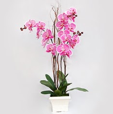  Ankara Glba iek gnderme  2 adet orkide - 2 dal orkide