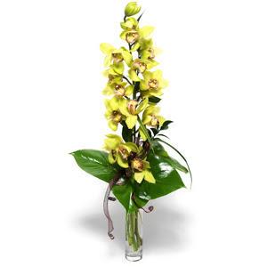  Ankara Glba ieki uluslararas iek gnderme  1 dal orkide iegi - cam vazo ierisinde -