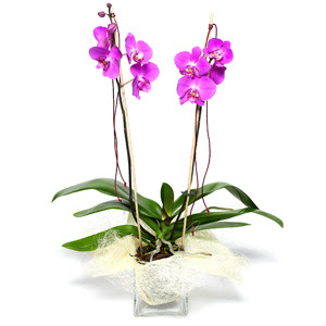  Ankara Glba hediye sevgilime hediye iek  Cam yada mika vazo ierisinde  1 kk orkide