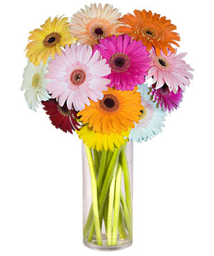  G�lba�� �i�ek yolla , �i�ek g�nder , �i�ek�i   Farkli renklerde 15 adet gerbera �i�egi