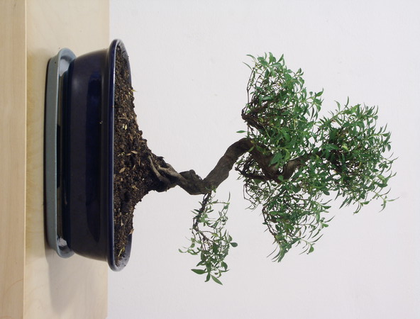 ithal bonsai saksi iegi  Ankara ieki Glba nternetten iek siparii 