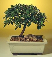  G�lba�� ankara �i�ek servisi , �i�ek�i adresleri  ithal bonsai saksi �i�egi  G�lba�� Ankara �i�ek yolla 