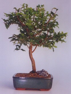  G�lba�� ankara �i�ek servisi , �i�ek�i adresleri  ithal bonsai saksi �i�egi  G�lba��na �i�ek , �i�ek�i , �i�ek�ilik 