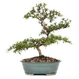  Ankaradaki �i�ek�iler G�lba�� cicek , cicekci  ithal bonsai saksi �i�egi  G�lba�� �i�ek g�nder cicekciler , cicek siparisi 