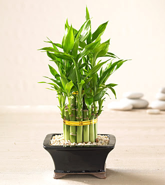 Lucky Bamboo saksi �i�egi  G�lba�� �i�ek sipari�i yurti�i ve yurtd��� �i�ek sipari�i 