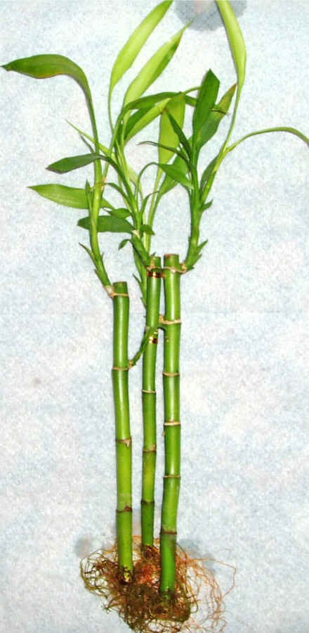 Lucky Bamboo 3 adet vazo hediye edilir   Glba Ankara iek yolla 