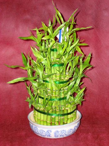 Lucky Bamboo sans melegi �i�egi  G�lba�� �i�ek�i g�venli kaliteli h�zl� �i�ek 