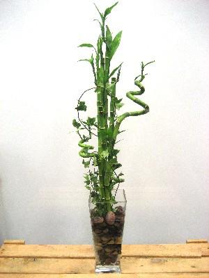 Lucky Bamboo sans melegi �i�egi  G�lba�� Ankara �i�ek yolla 