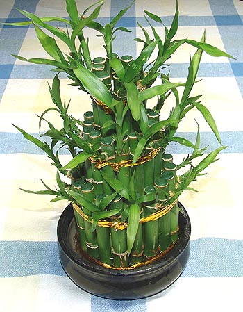 Lucky Bamboo sans melegi �i�egi  G�lba�� �i�ek yolla online �i�ek�i , �i�ek sipari�i 