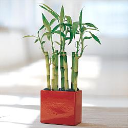 Lucky Bamboo sans melegi �i�egi  Ankara G�lba�� internetten �i�ek sipari�i 