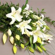 �i�ek sipari�i G�lba�� �i�ek�iler  3 adet kazablanka �i�egi 