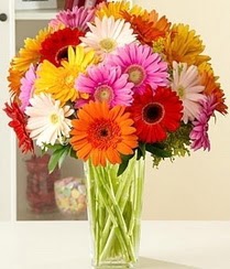  �i�ek�i G�lba�� �i�ek�i ma�azas�  15 adet gerbera �i�ek vazosu