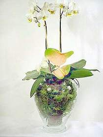  Ankara Glba hediye sevgilime hediye iek  Cam yada mika vazoda zel orkideler