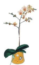  Glba ankara iek gnderme sitemiz gvenlidir  Phalaenopsis Orkide ithal kalite