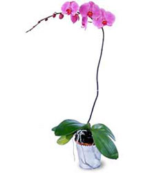  Ankara Glba iek gnderme  Orkide ithal kaliteli orkide 