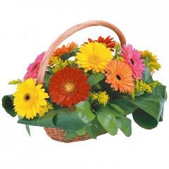 sepet i�erisinde 11 adet gerbera  G�lba�� �i�ek sipari�i yurti�i ve yurtd��� �i�ek sipari�i 