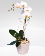 1 dall orkide saks iei  Ankara Glba iek siparii vermek 