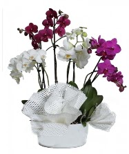 4 dal mor orkide 2 dal beyaz orkide  Glbana iek , ieki , iekilik 