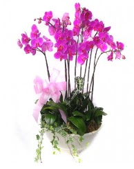 9 dal orkide saks iei  iek siparii Glba iekiler 
