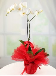 1 dal beyaz orkide saks iei  Ankara Glba internetten iek siparii 