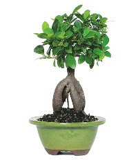 Bonsai saks� �i�e�i  G�lba�� �i�ek�i g�venli kaliteli h�zl� �i�ek 