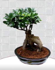 saks iei japon aac bonsai  iek yolla Glba internetten iek sat 