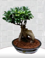 saks� �i�e�i japon a�ac� bonsai  �i�ek yolla G�lba�� internetten �i�ek sat��� 