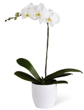 1 dall beyaz orkide  Ankara Glbandaki iekiler ankara iek sat 