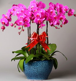7 dall mor orkide  Ankara Glba hediye iek yolla 