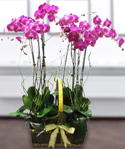4 dall mor orkide  iek siparii Glba iekiler 