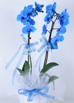 2 dall mavi orkide  Glba iek siparii yurtii ve yurtd iek siparii 