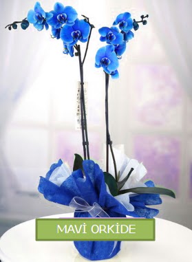 2 dall mavi orkide  Glba iek yolla online ieki , iek siparii 